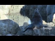 Seal on Rocks 3 1789